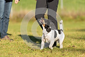 Handler with his dog. Sport with an obedient jack russell terrier