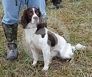 Handler & Spaniel