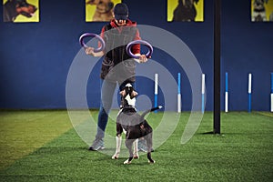 Handler using fitness tools during the dog training session