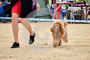 Handler a woman runs in the ring with a modern-colored dwarf poodle