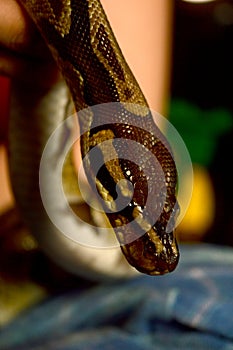 Handling A Ball Python