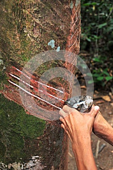 Handling the Rubber Tree photo