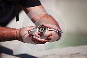 Handling young Carribean sea turtle for conservation