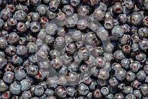 Handly collect blueberries, raw food texture photo