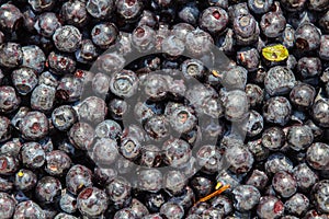 Handly collect blueberries, raw food texture photo with leave