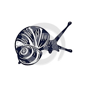 Handmade blockprint snail vector motif clipart in folkart scandi style. Simple monochrome linocut mollusc shapes with