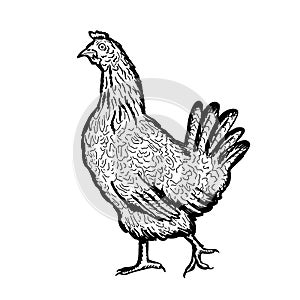 Handmade chicken, hen. Poultry, broiler, farm animals.