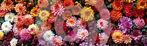 Handmade Chrysanthemum Flower Wall for Wedding Decoration - Vibrant Red, Orange, Pink, Purple, Green, and White Background