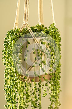 Handmade cotton macrame planter for indoor houseplant Senecio rowleyanus, close up. Love plants