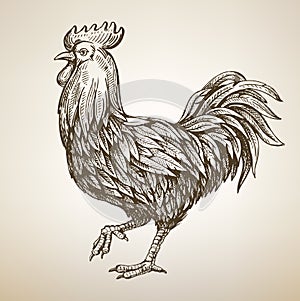 Handmade drawing Rooster