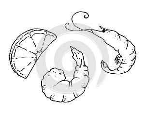 Handmade drawing of a shrimp and a slice of lemon. Contour vector illustration set of two prawns and slices of citrus lemon or