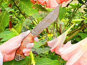 A handmade knife. Caucasian handmade knife from the forge