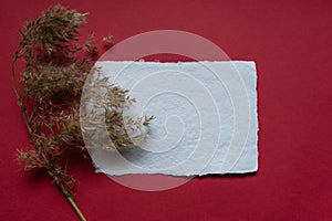 Handmade paper scroll and a branch of dry field grass on a red background. Copy space, place for text