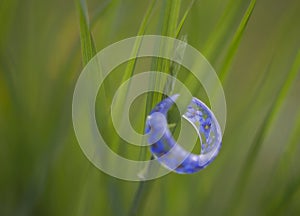 Handmade resin ring with flowers photo