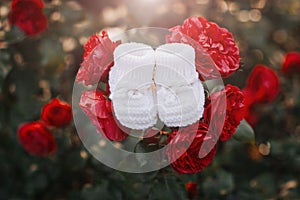 Handmade white booties for newborn baby placed on the red roses.