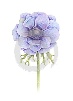 Handpainted watercolor anemone flower