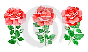 Handpainted watercolor beautiful roses