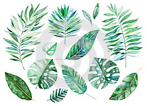 Handpainted watercolor floral elements.Watercolor leaves, branches photo