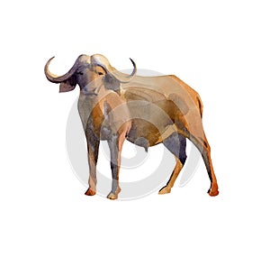 Handpainted watercolor illustration of buffalo isolated on white