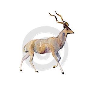 Handpainted watercolor kudu antilope illustration isolated on white photo