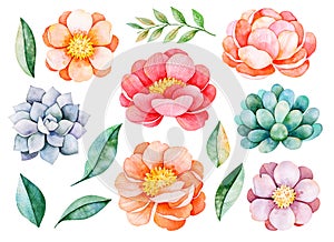 Handpainted watercolor peonies, flowers, succulents,branch and leaves.