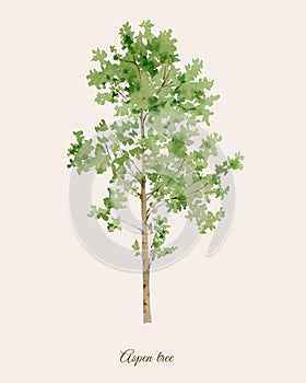 Handpainted watercolor poster with aspen tree photo