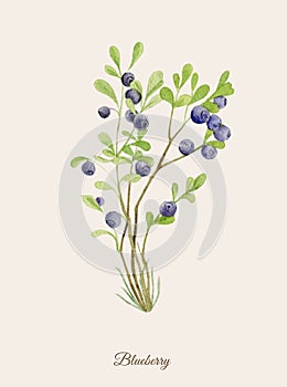 Handpainted watercolor poster with blueberry photo