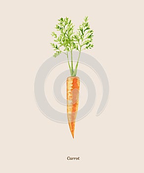 Handpainted watercolor poster with carrot