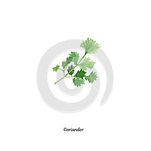 Handpainted watercolor poster with coriander