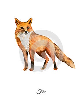 Handpainted watercolor poster with fox photo