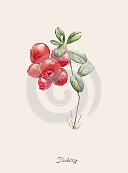 Handpainted watercolor poster with foxberry photo