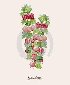 Handpainted watercolor poster with gooseberry photo