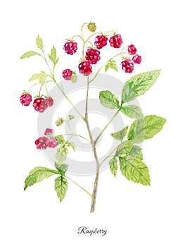 Handpainted watercolor poster with raspberry