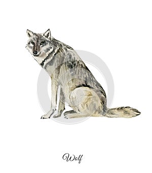 Handpainted watercolor poster with wolf photo