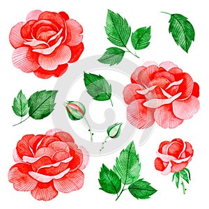 Handpainted watercolor roses flowers, and leaves.11 lovely clipart isolated