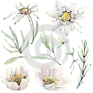 Handpainted watercolor wild flowers and herbs