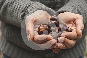 Handpicked chestnusts