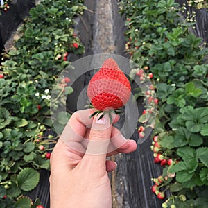 Handpicked fresh strawberry from strawberry farm