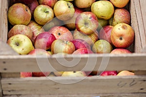 Handpicked organic apples
