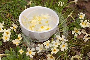 Handpicked primrose flowers used as salad decoration