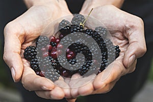 Handpicking blackberries and redcurrants