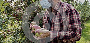 Handpicking Honey Crisp apples while wearing mask