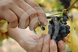 Handpicking Pinot Noir grapes photo