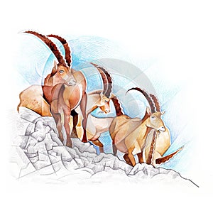 Handrawing illustration of Ibex in the mountain, isolated