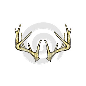 Handrawn antler vector, Hunting logo design inspiration