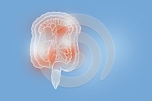 Handrawn illustration of human Intestine on light blue background. photo