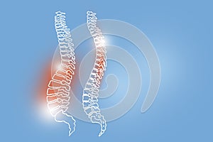 Handrawn illustration of human Spine on light blue background.