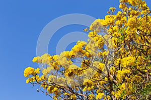 Handroanthus Chrysanthus with blue sky