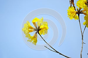 Handroanthus chrysanthus