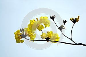 Handroanthus chrysanthus
